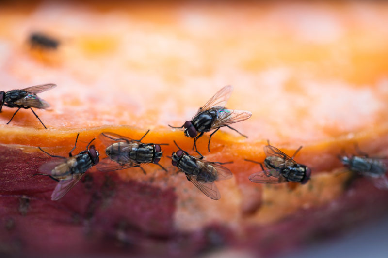 Eliminate Flies This Holiday Season Blog