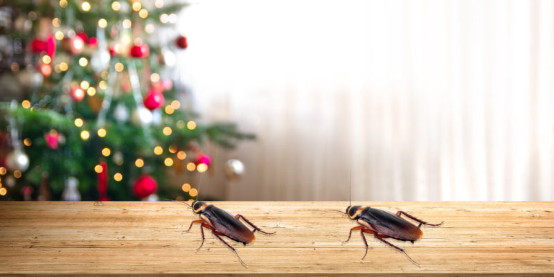 Cockroach Free Festive Season Blog