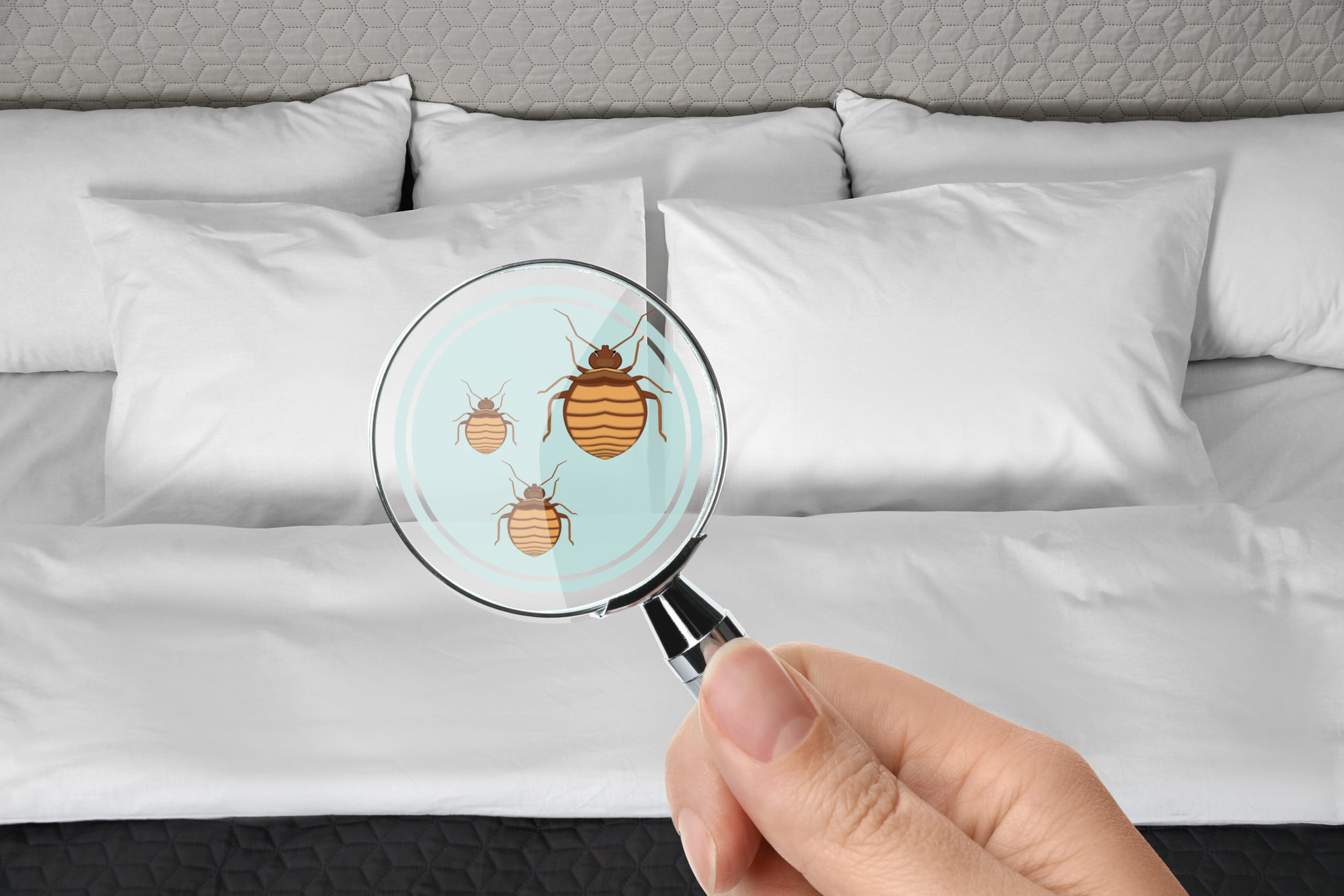 Protect Your Guests From Bed Bugs - Flick Pest Control