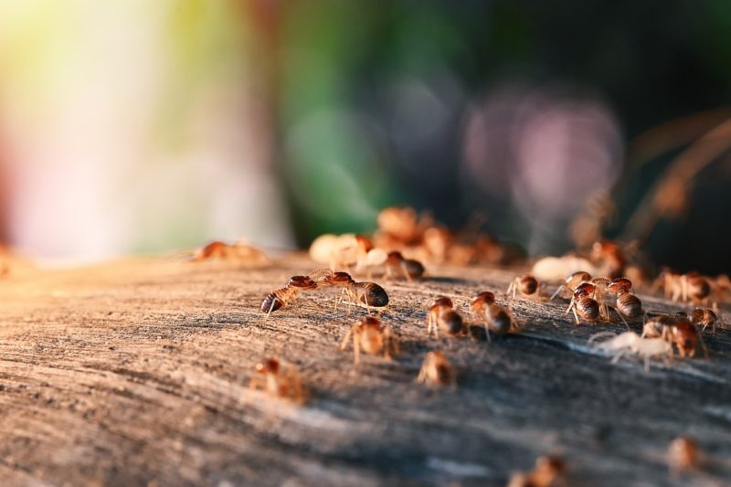 La Nina Impact on Termites