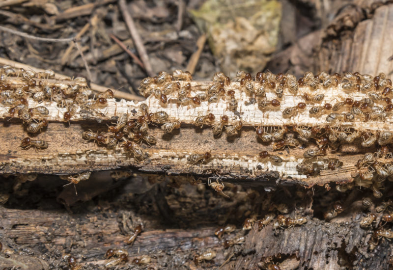 Group of Termites Eating Wood