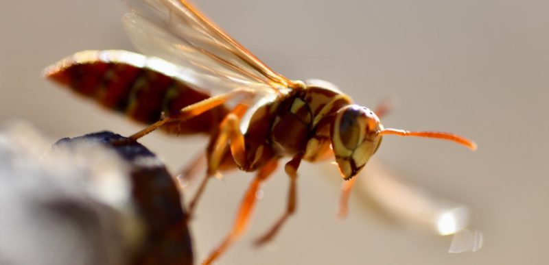 European Wasp