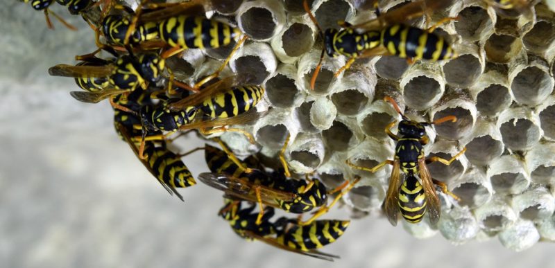 How to remove a wasp from your home