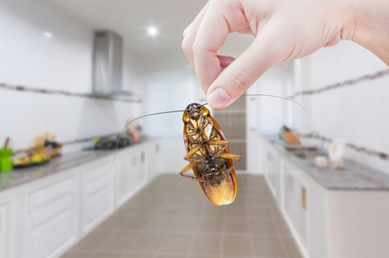 Top 5 Ways to Prevent Cockroaches