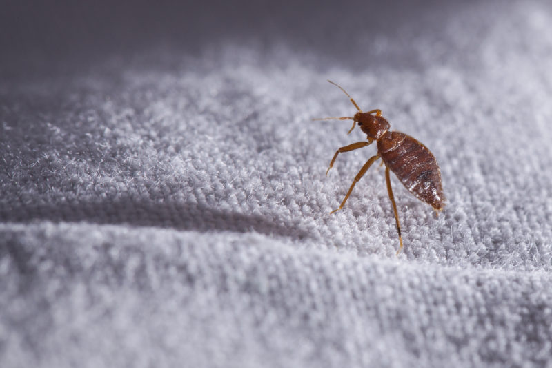 Why Bed Bugs Thrive in Winter