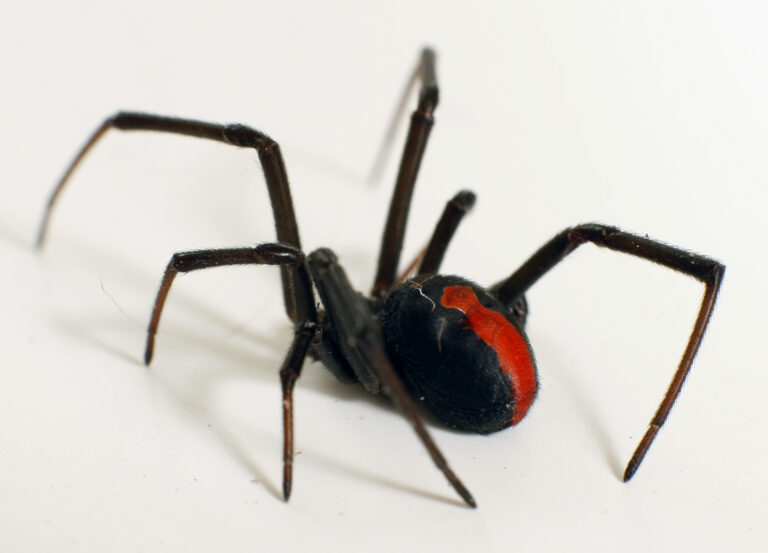 Spider Pest Control Sydney Spider Removal And Treatment Flick 9212