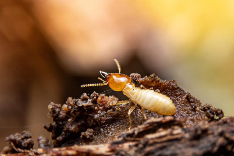 Increased Termite Activity In Summer