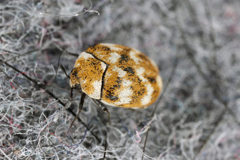 Spotting Carpet Beetles