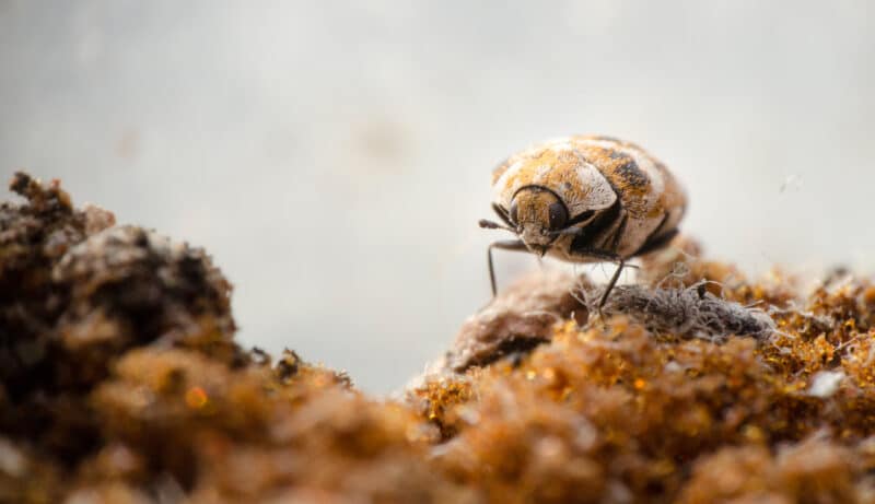 Carpet Beetles Infesting Your Home