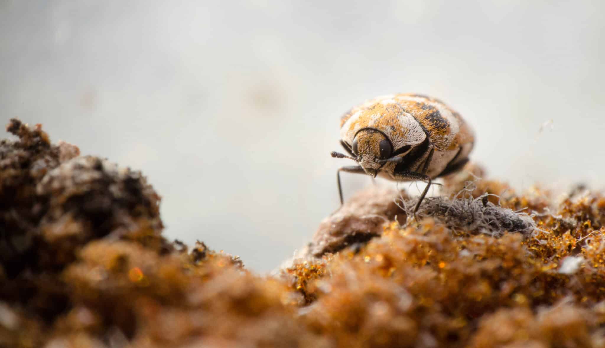 The Commonly Ignored Carpet Beetle