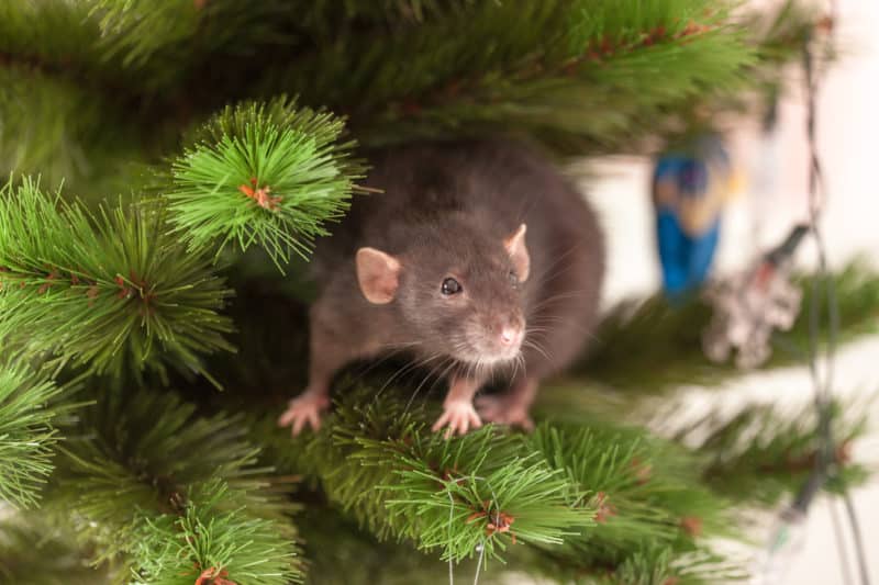 Prevent Rodents and Stop Uninvited Guests this Christmas