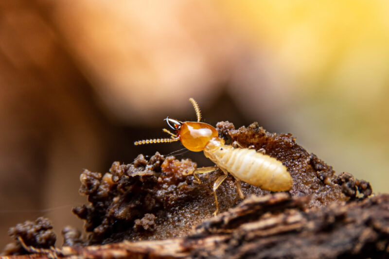 close up of an active termite in Australia