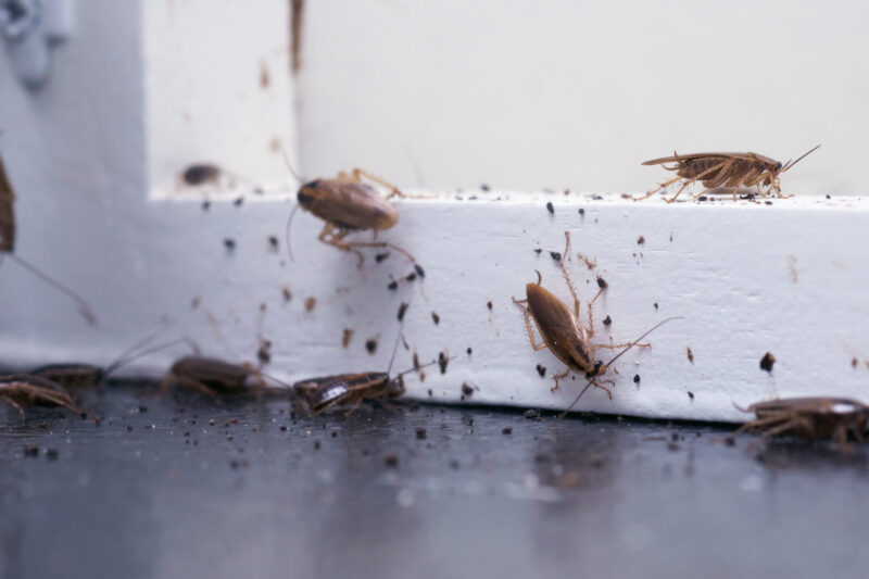 Cockroach infestation in Parramatta