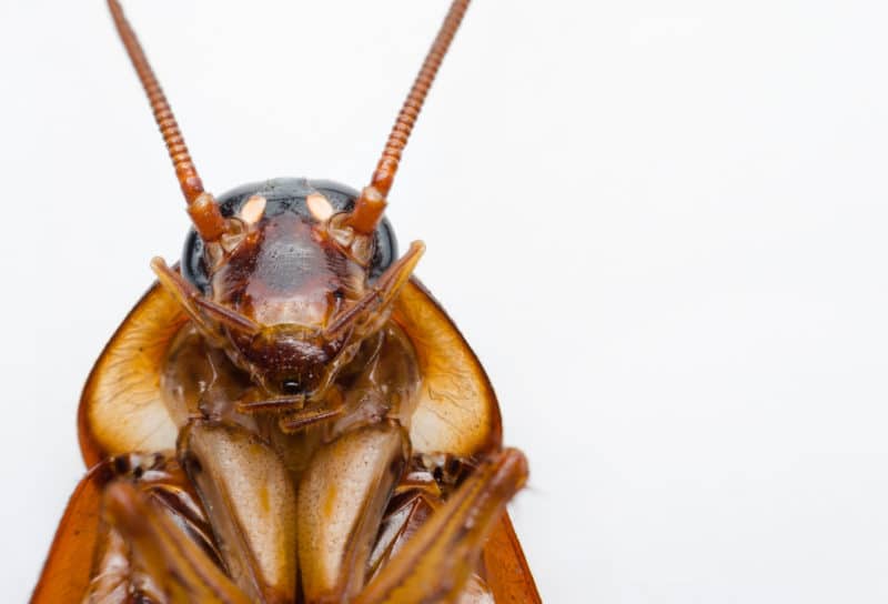 Cockroaches White Background