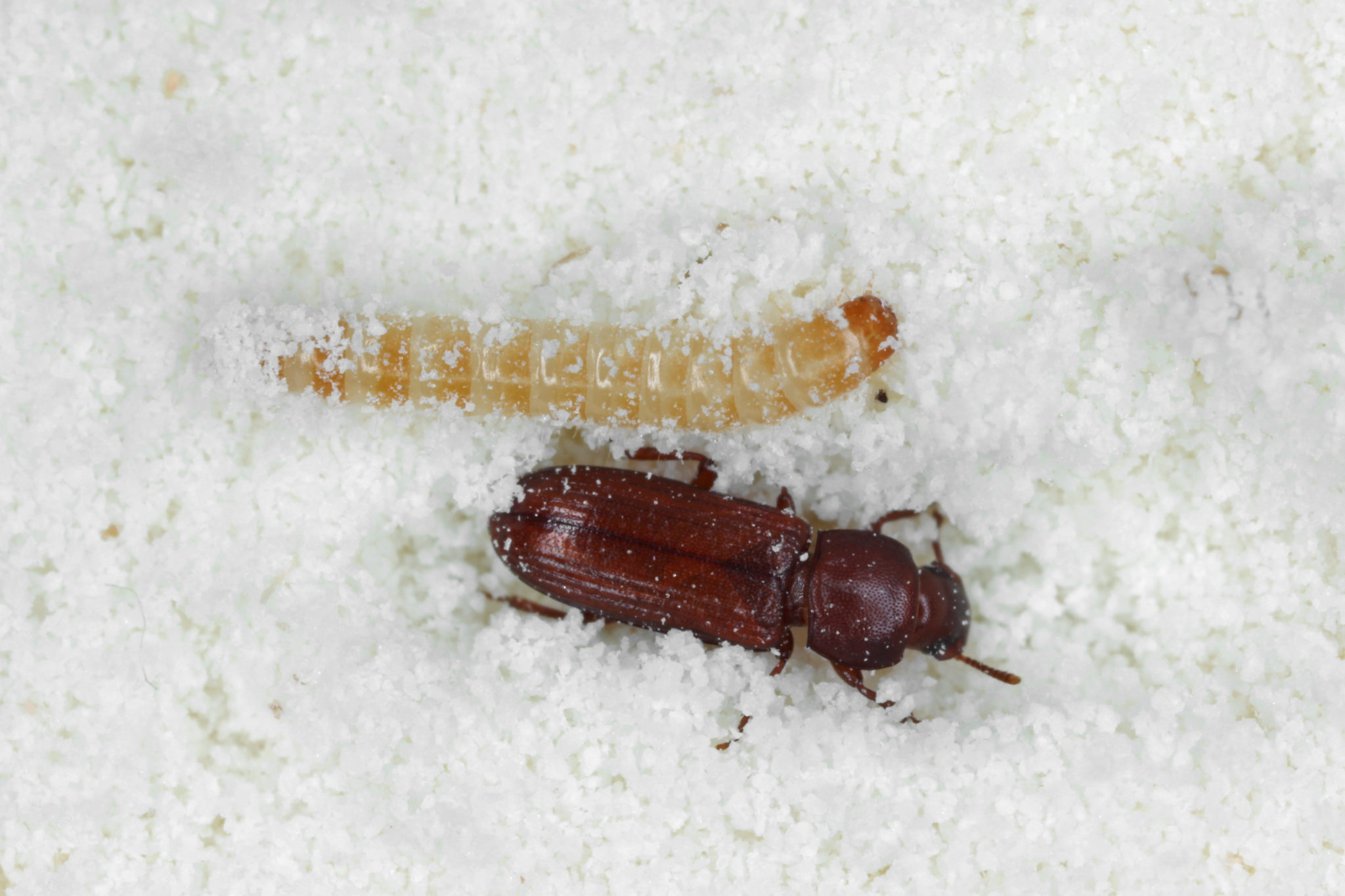 Confused Flour Beetle Pest Control