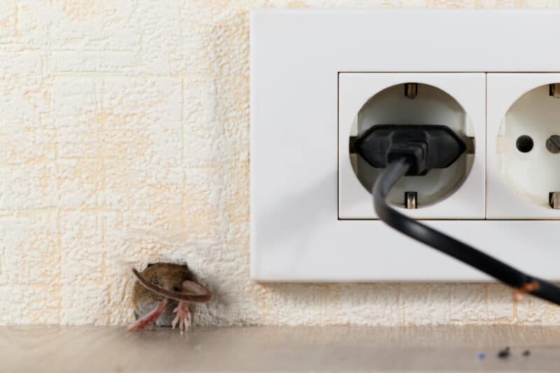 DIY Pest Control Is Not the Rat Control Solution