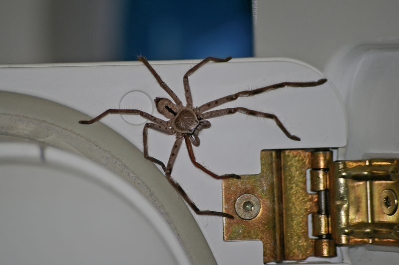 Huntsman Spider Close Up