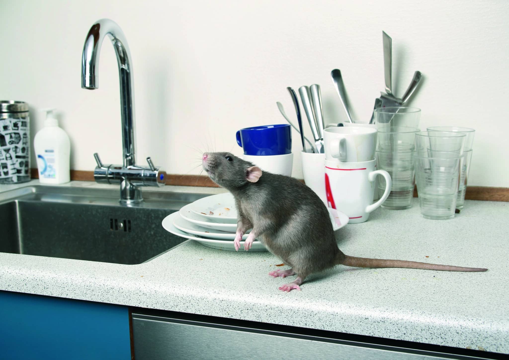 Don't Let Rats Infest Your Home: Residential Rat Control in Perth ...