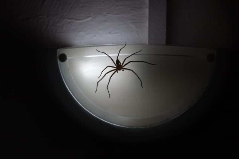 Encountering a Huntsman Spider