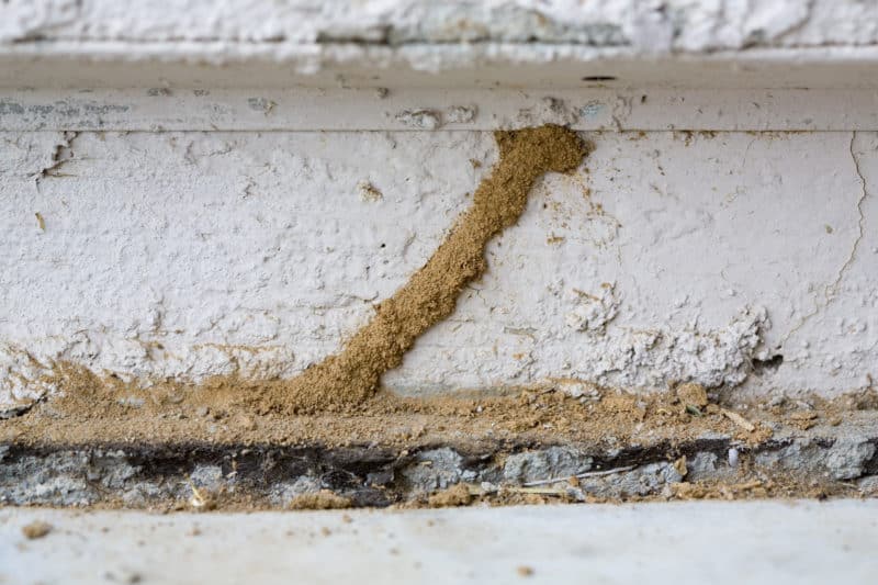 Common Termite FAQs