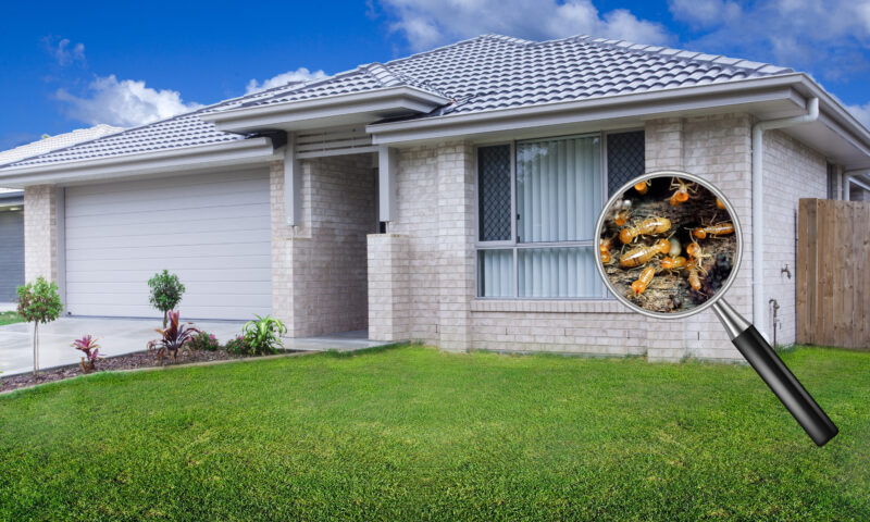 How to Handle a Termite Infestation in Geelong