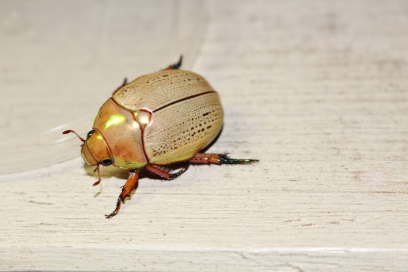 How to Get Rid of Christmas Beetles