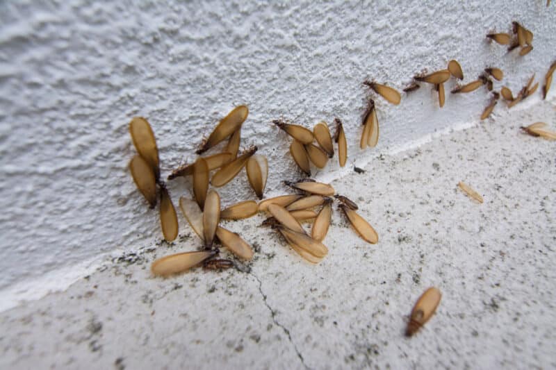 Protect Your Home from Flying Termites this Season