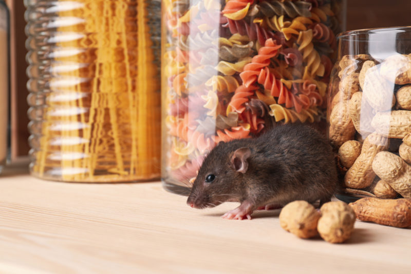 Get Ahead of Rodents with SMART