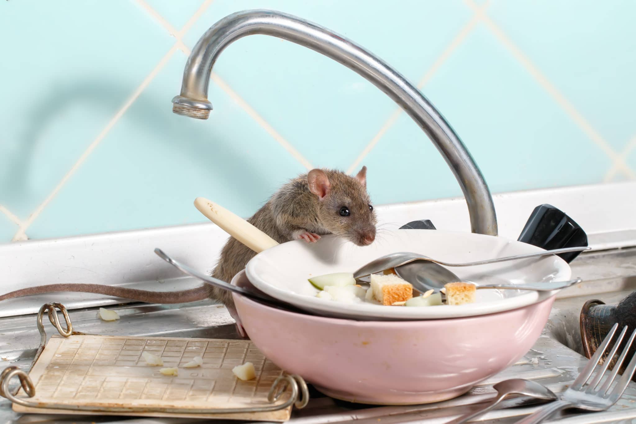 What to Do If You Find Mice in Your House Flick Pest Control