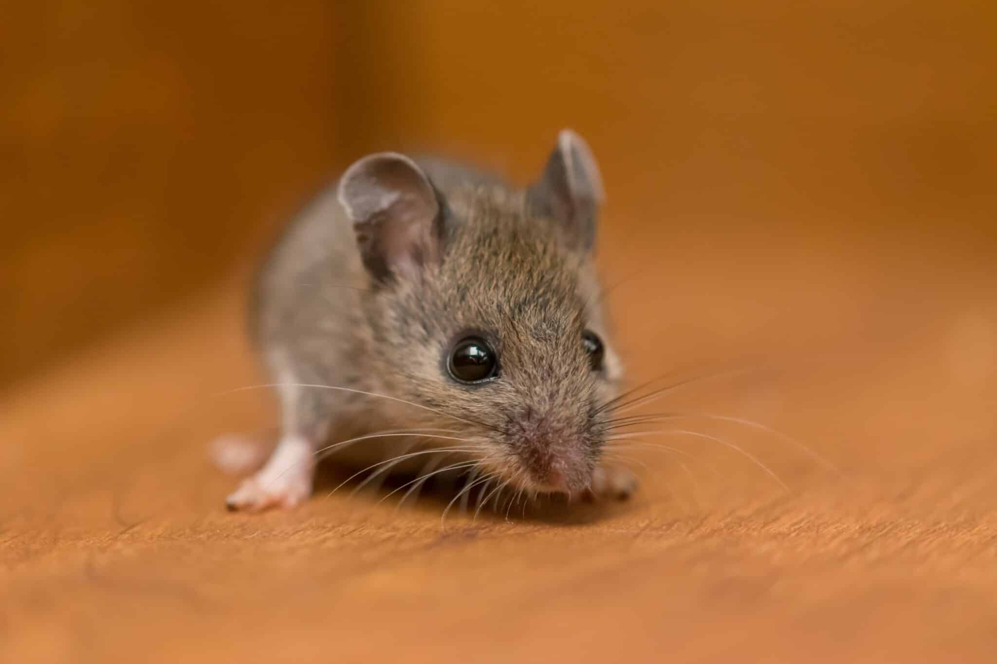 Mice Pest Control