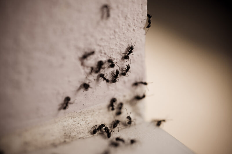 Combatting Ant Infestations in Newcastle: Proven Methods and Prevention Tips