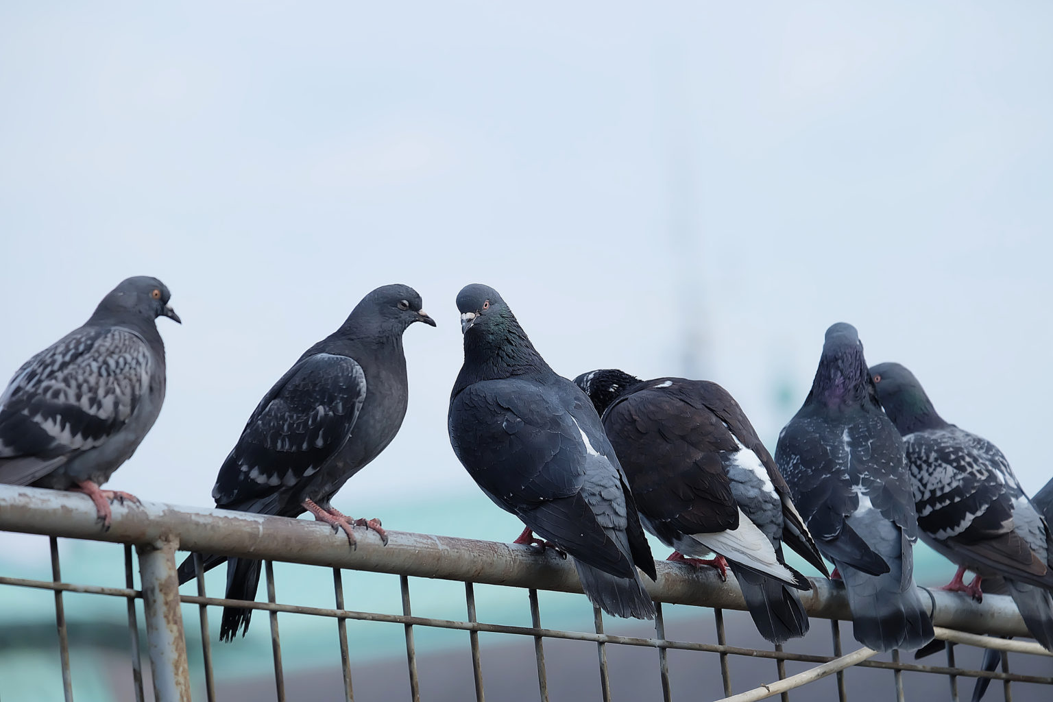 Pest-birds-in-Newcastle-1536x1024