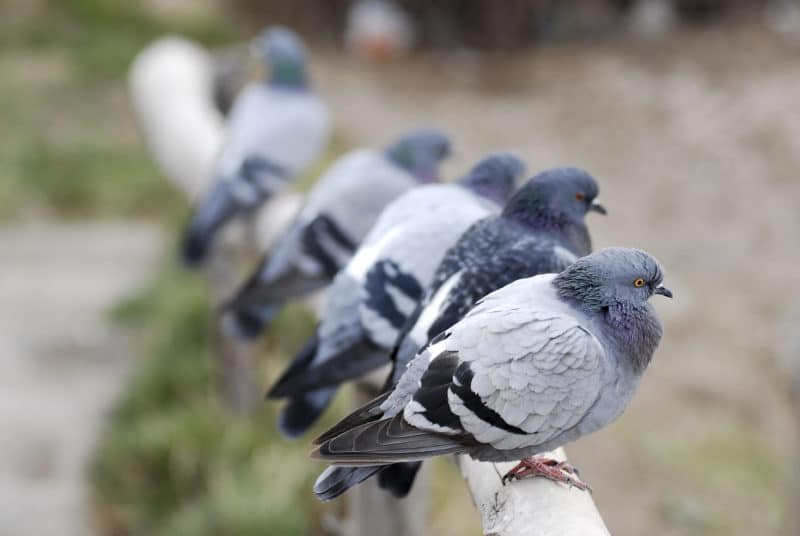 Pigeons 2