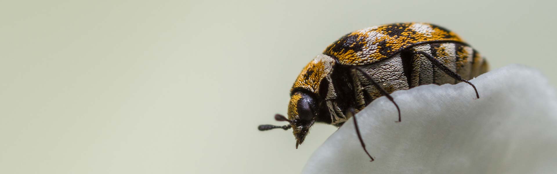 How to Get Rid of Carpet Beetles & More: Canberra Pest Control