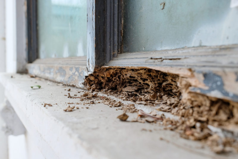 Preventing Termites