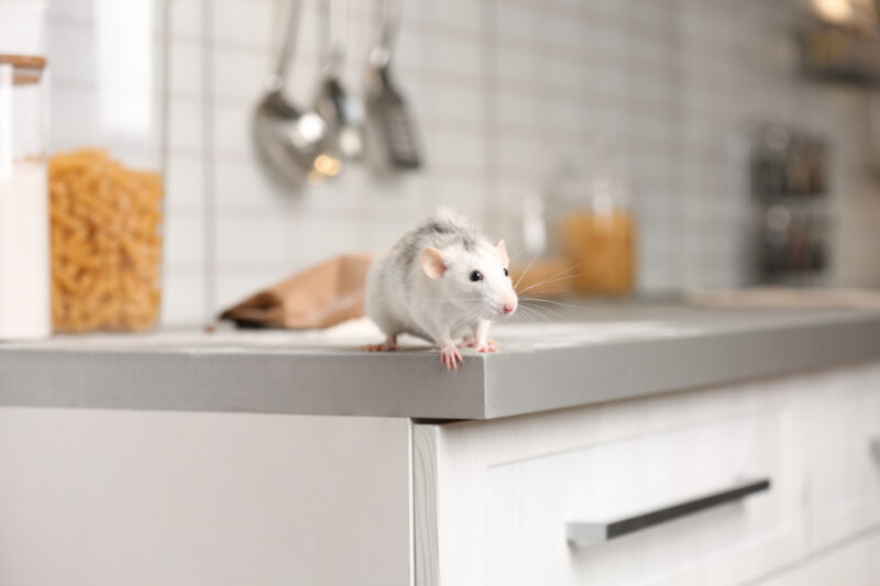 rodent on top of restaurant kitchen counter