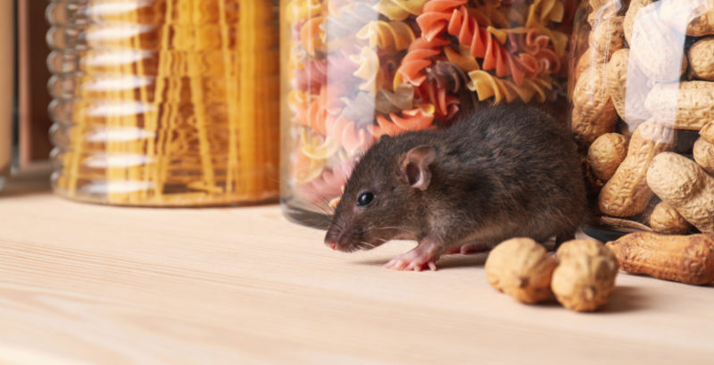 Tips for Early Rodent Detection