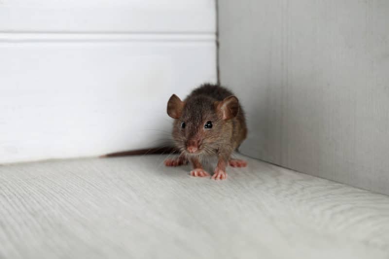 Rodent Health Risks