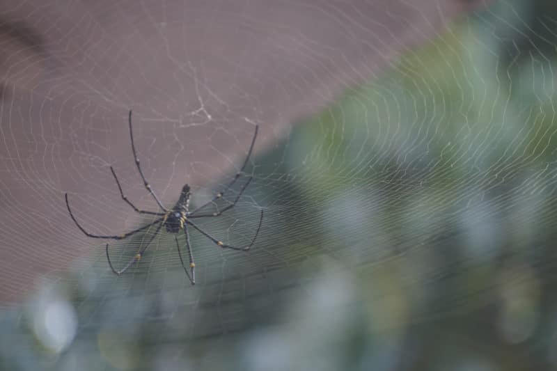 Preparing for Spider Control Treatment