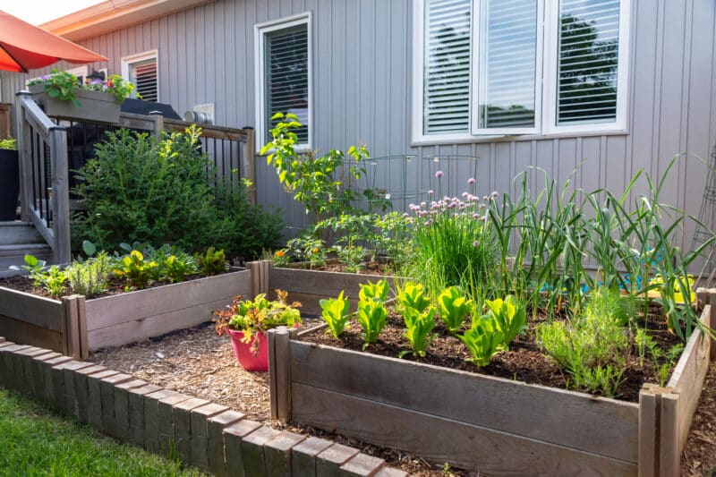 How to Stop Rats and Other Rodents from Eating Your Garden Vegetables