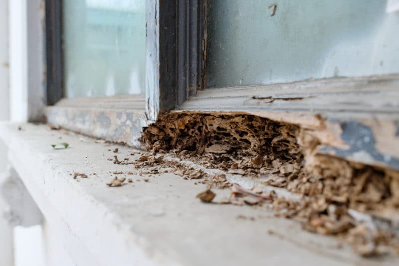 How to Prevent Termites in Your Home