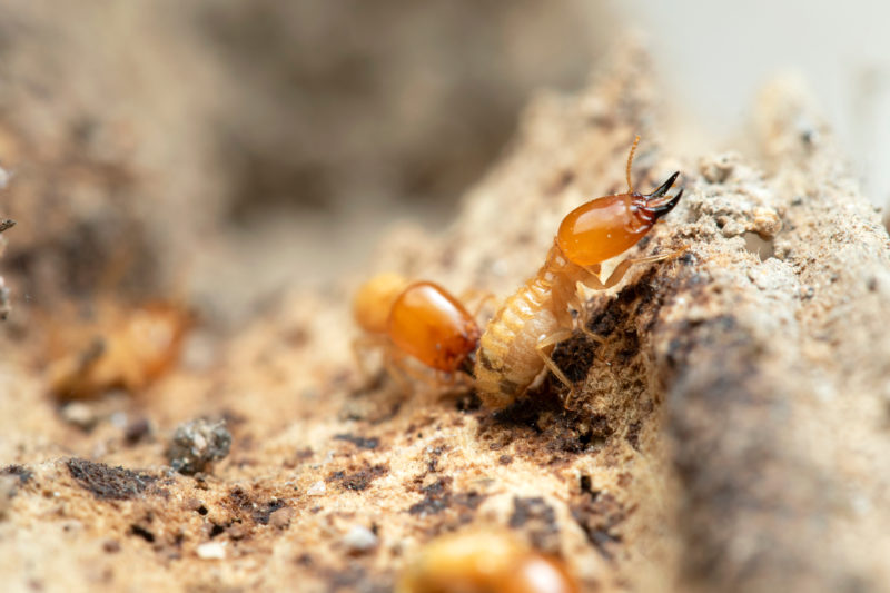 Termite Dos and Don’ts