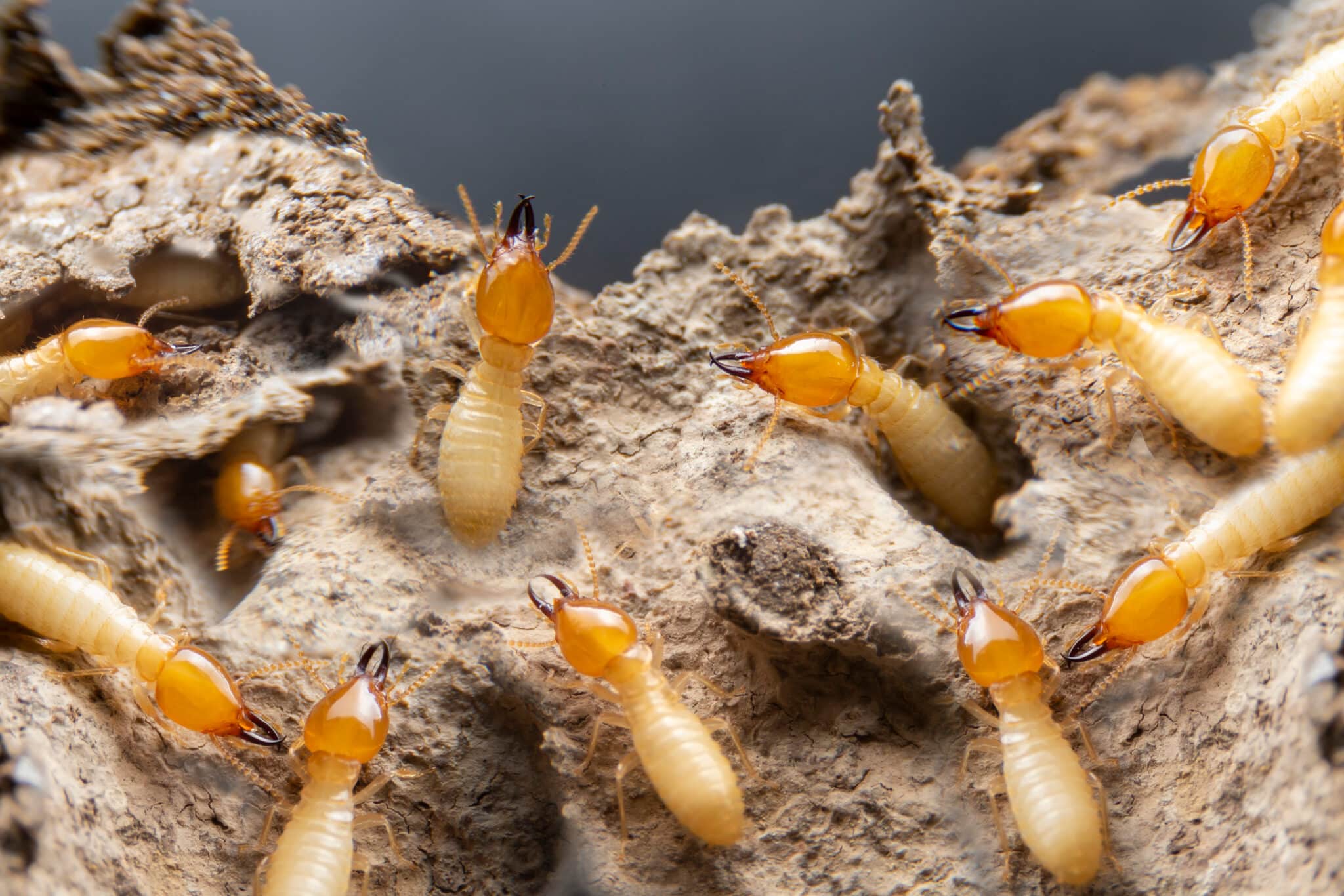 Termites Horsham