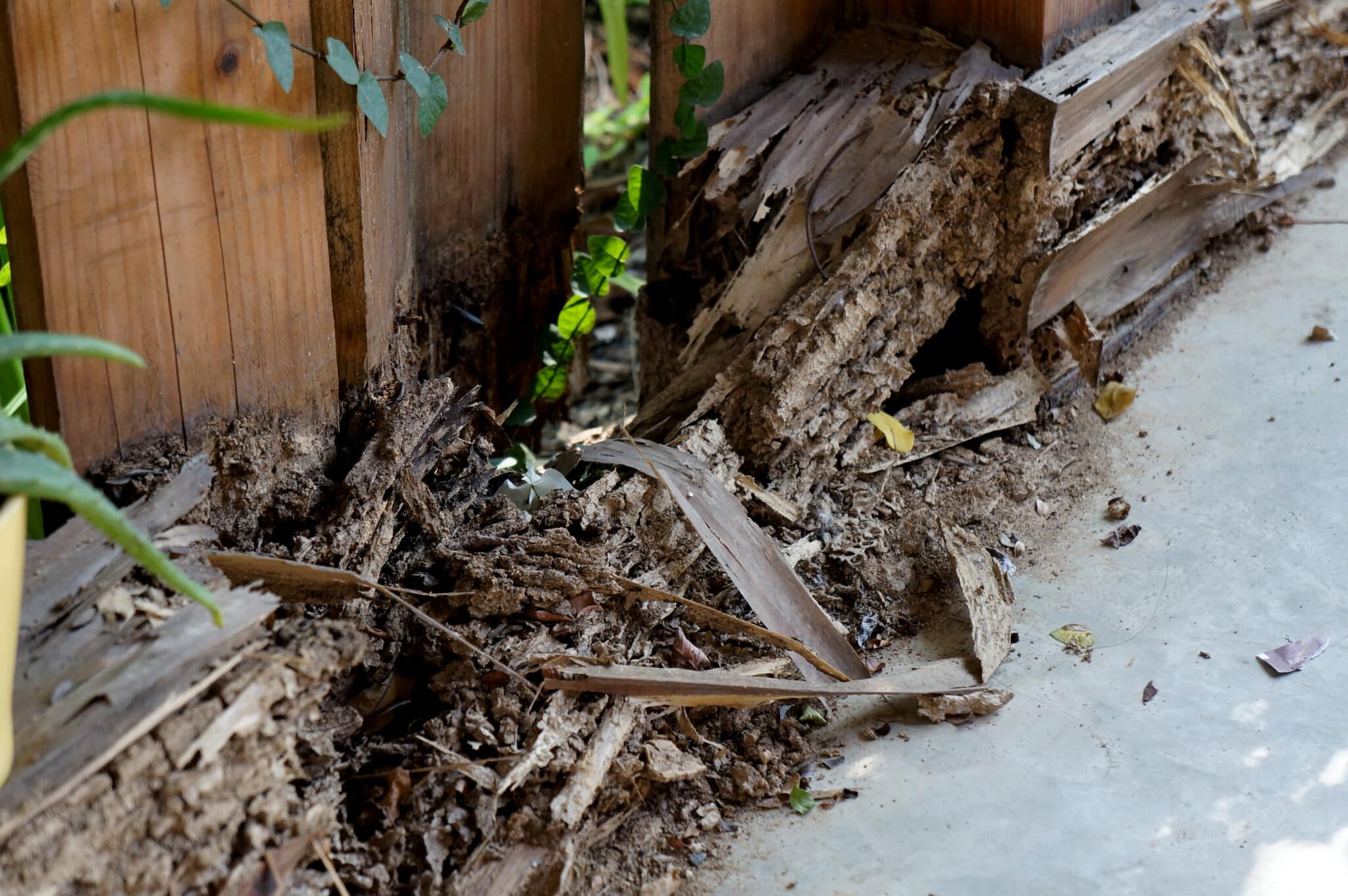 Termite Damage to Fence in Horsham