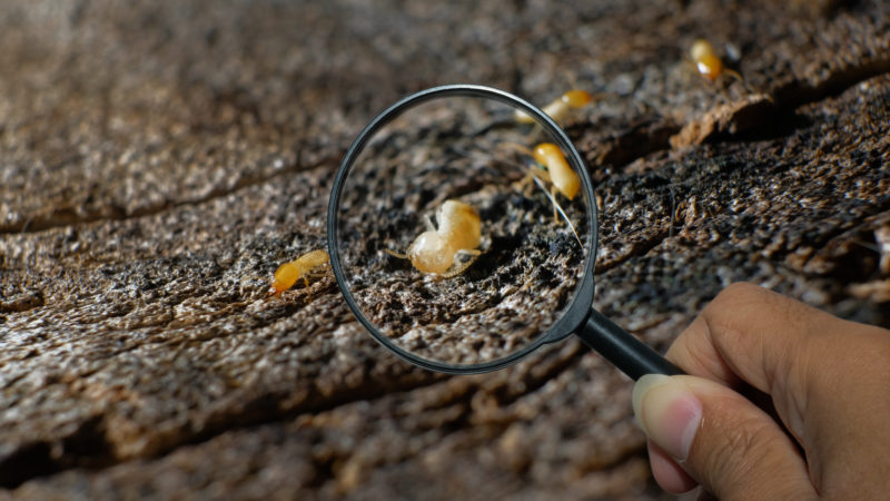 Preparing for Termite Swarm Season