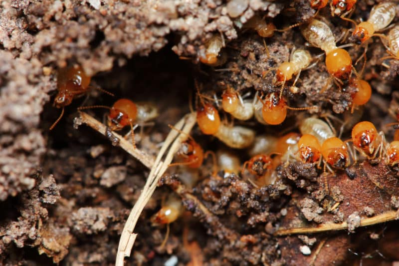 Termites are active all year