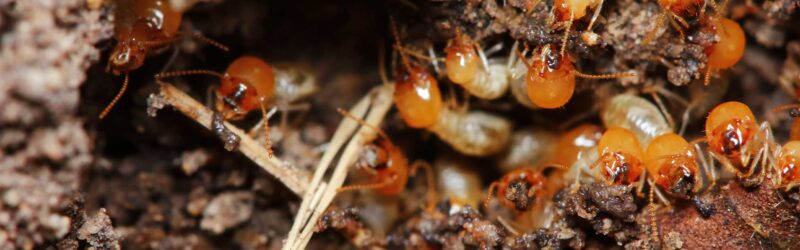 Termites vs. Ants