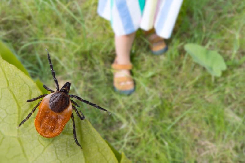 tick ready to jump on person