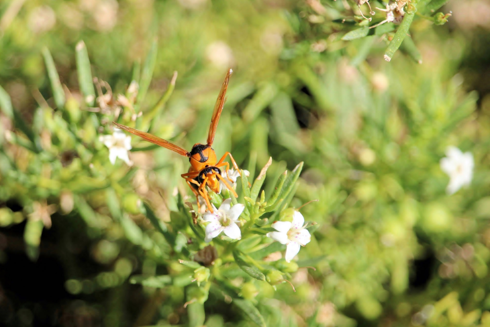 How To Safely Remove Wasp Nests Flick Pest Control