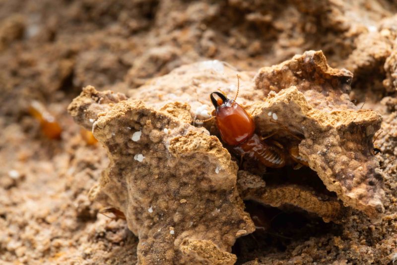 Termite Infestation